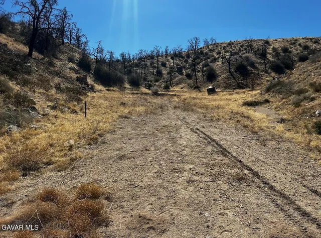 a view of a dry yard with trees