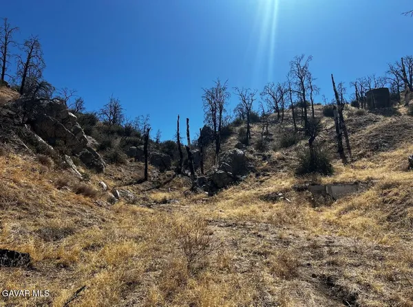 a view of a covered with large trees