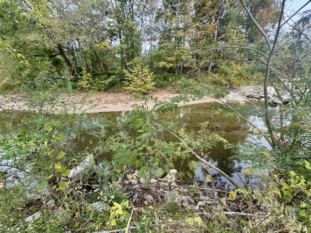 a view of a yard with a tree