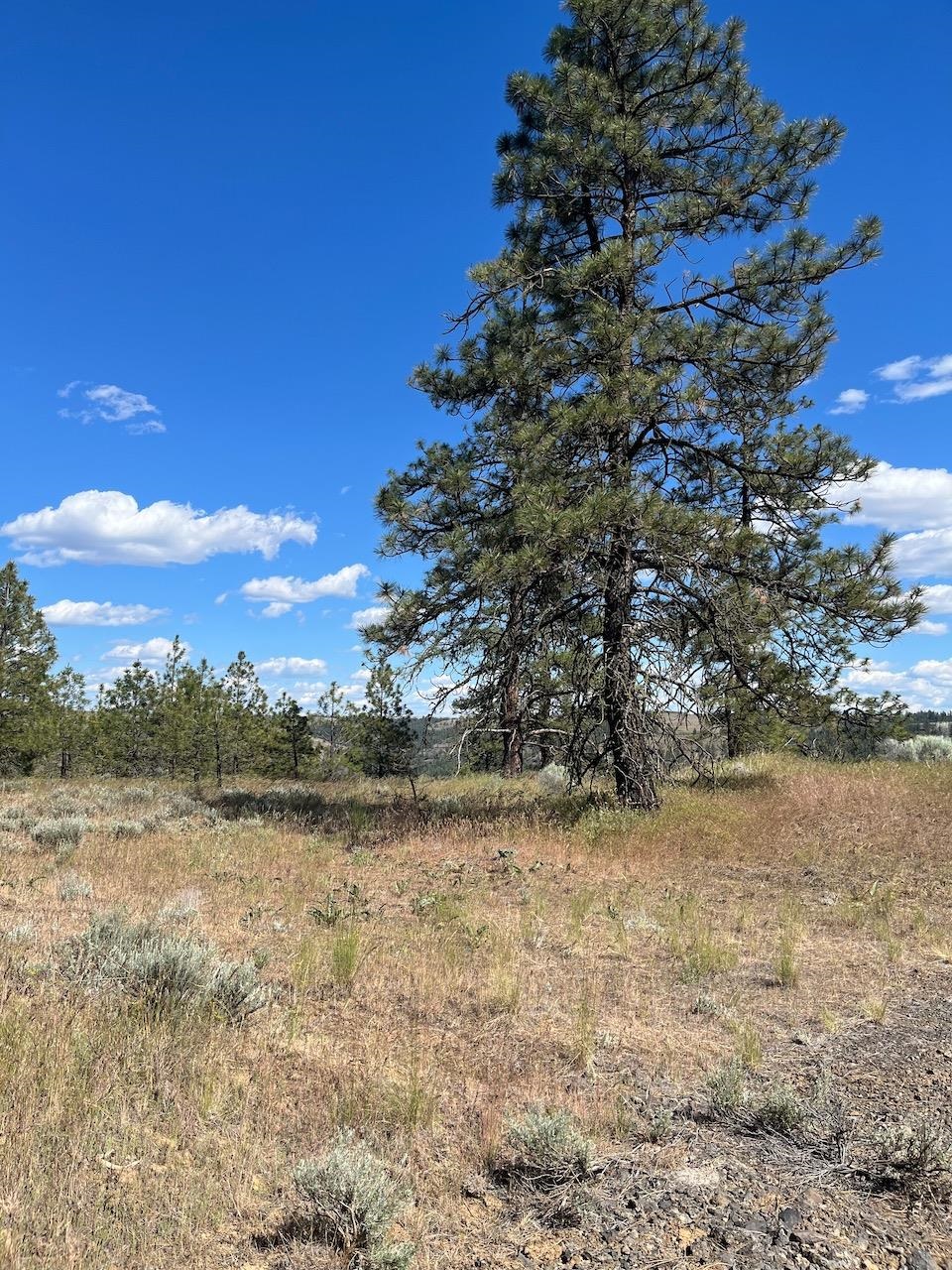 31805 Ruffed Grouse Drive Davenport, WA 99122 - Photo 11 of 23