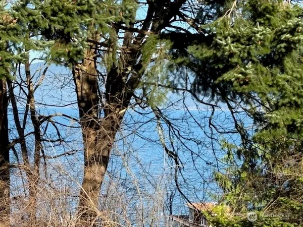a picture of tree