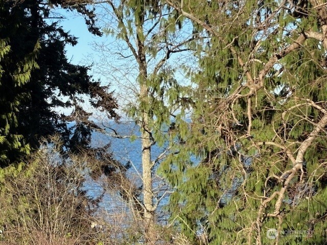 4904 Roney Road Bow, WA 98232 - Photo 11 of 13 a view of a tree in a forest