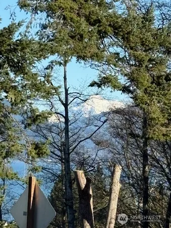 a view of a bunch of trees and bushes