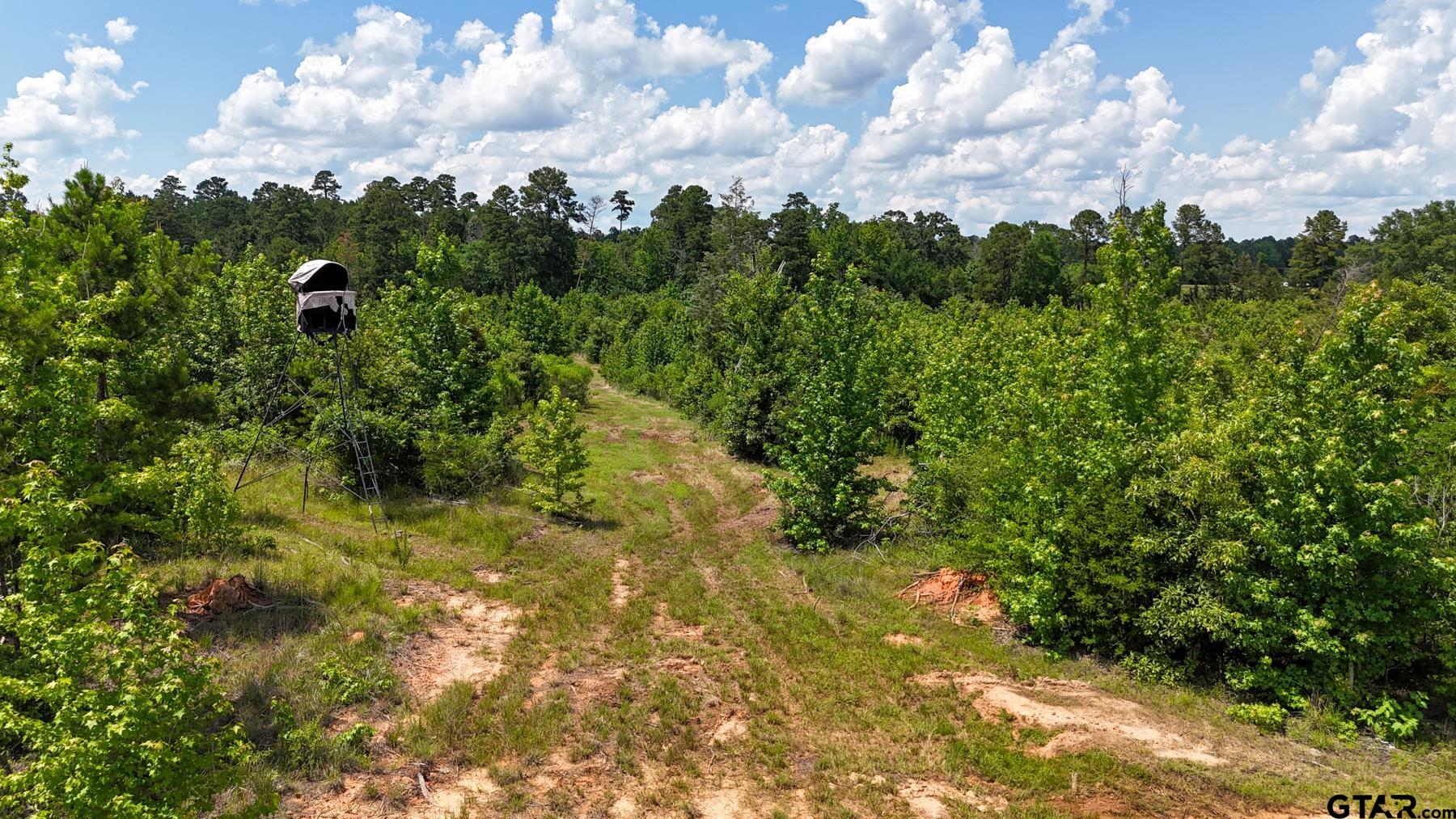 0 Avinger Cut Off Road Avinger, TX 75630 - Photo 23 of 48