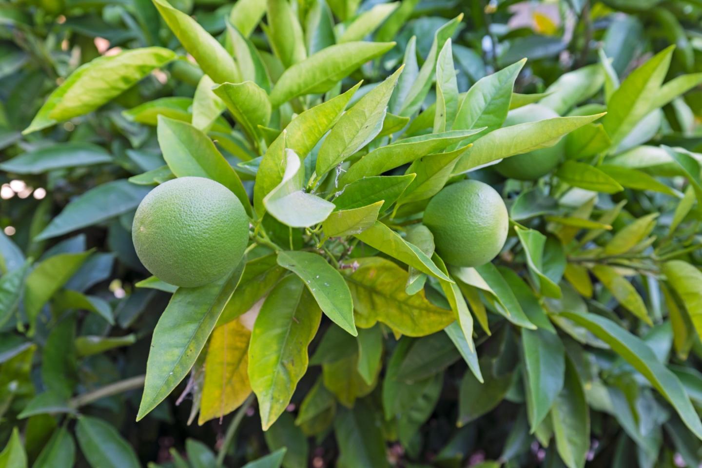 2443 Thaddeus Drive Mountain View, CA 94043 - Photo 34 of 38 a view of a plant