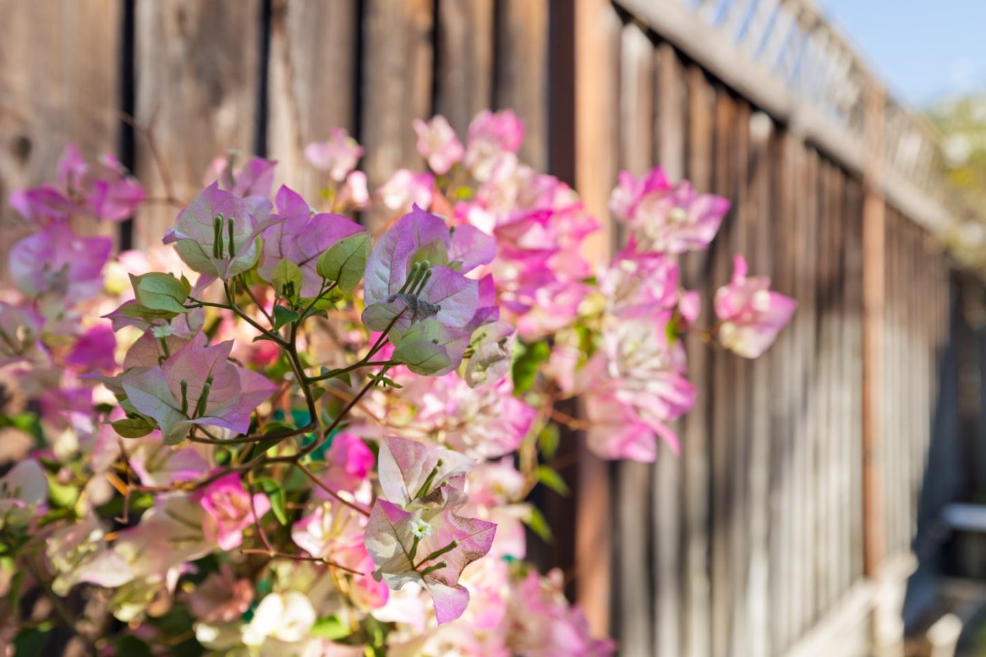 2443 Thaddeus Drive Mountain View, CA 94043 - Photo 35 of 38 a flower plants
