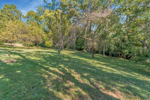 a view of a forest with a tree