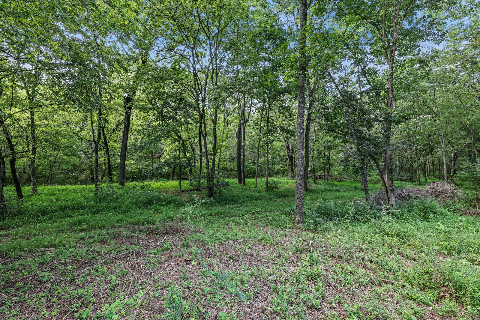 1408 Wallace Road Portland, TN 37148 - Photo 8 of 15 a view of a park with large trees