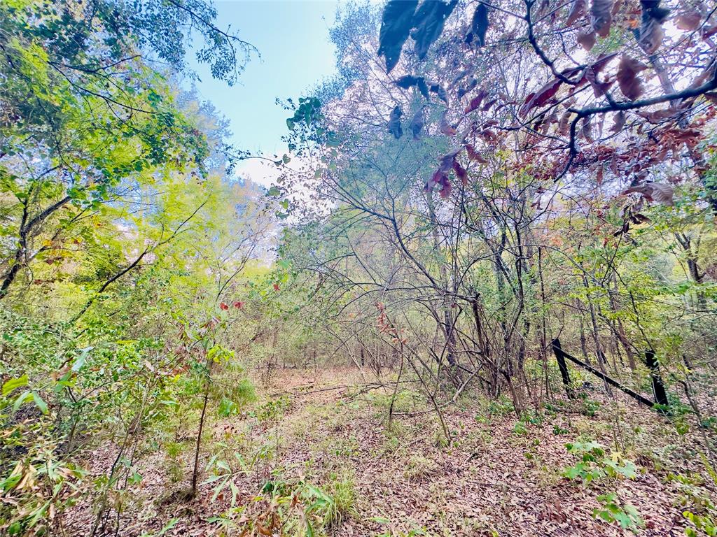 0 Apple Tree Road Gilmer, TX 75644 - Photo 18 of 34 Gallery Image 18