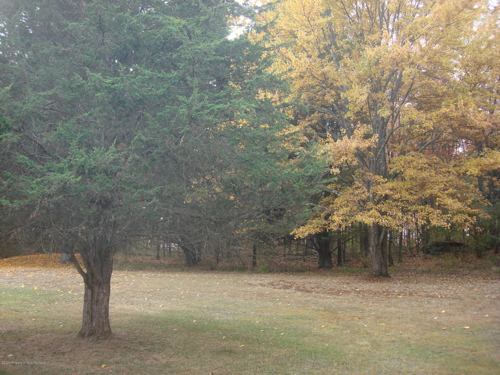 72 Hall Road Laceyville, PA 18623 - Photo 48 of 67 a view of a yard with a tree