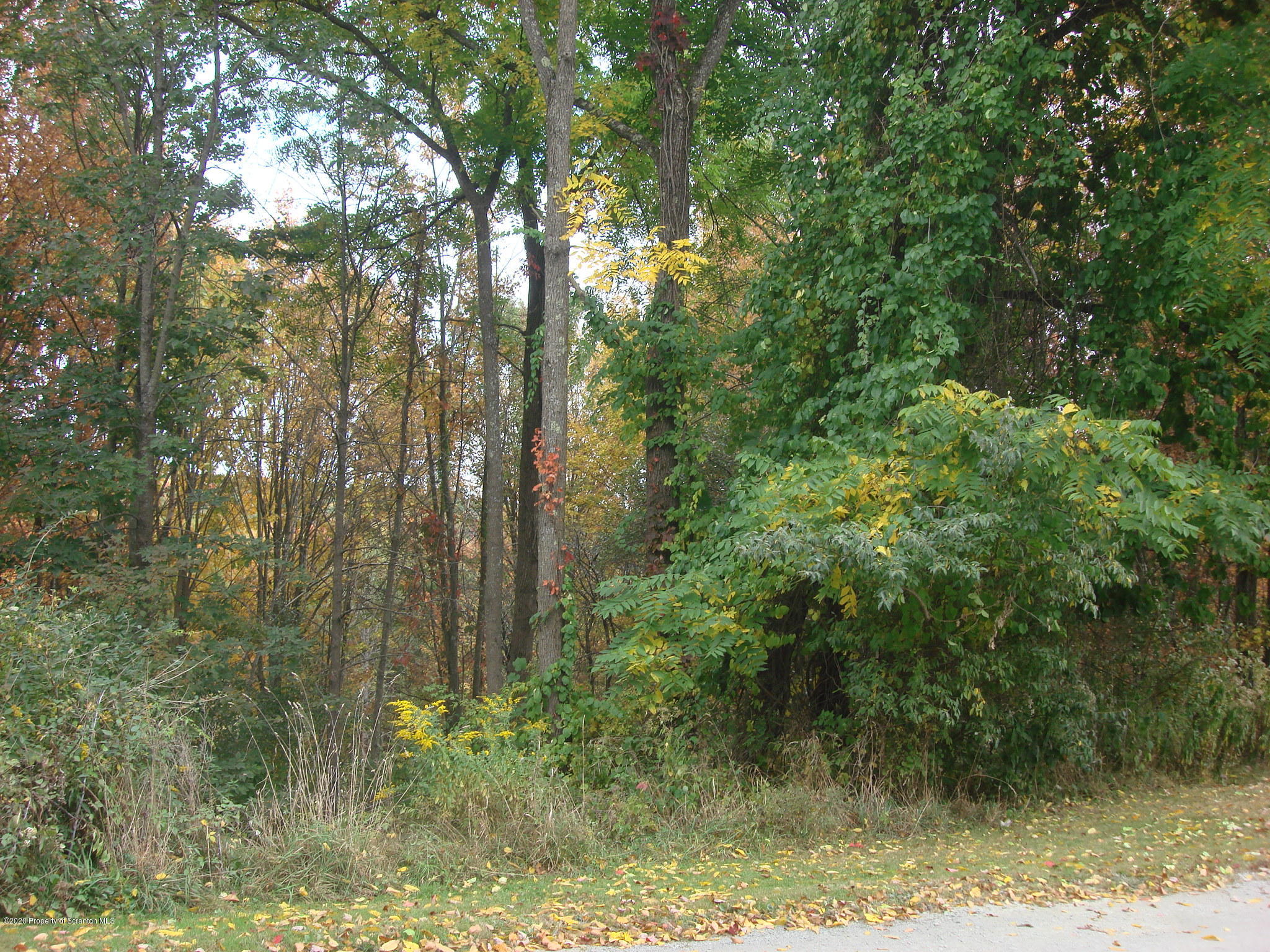 72 Hall Road Laceyville, PA 18623 - Photo 53 of 67 a view of forest