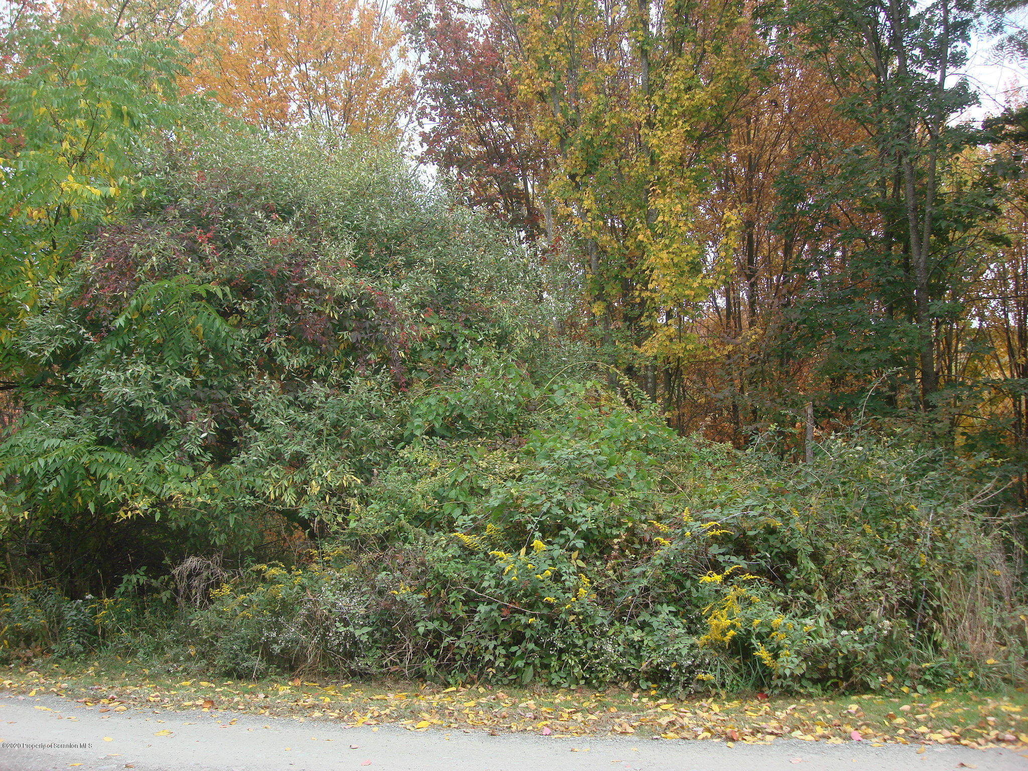 72 Hall Road Laceyville, PA 18623 - Photo 54 of 67 a view of a yard