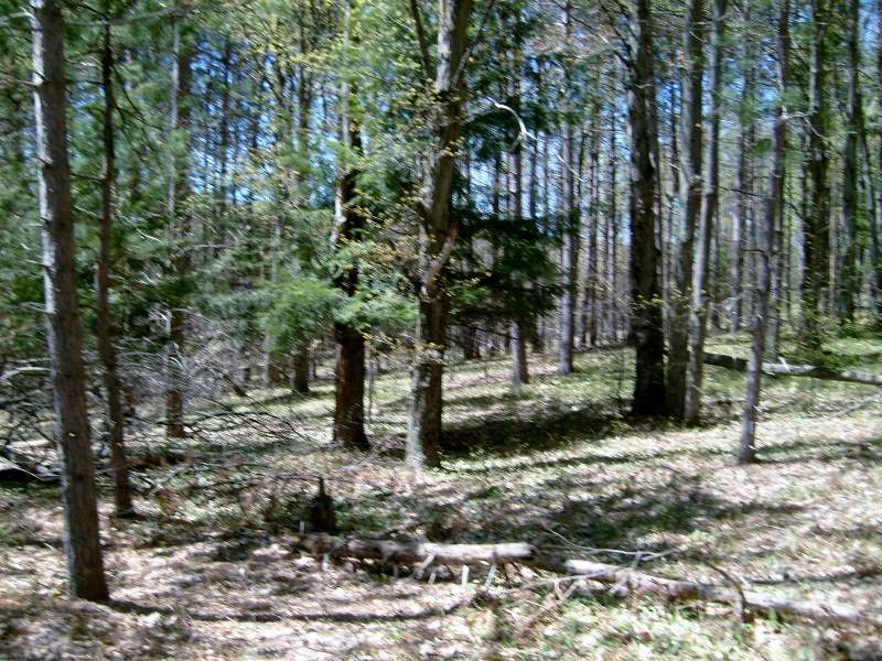 335 West Sharon Road Southeast Fife Lake, MI 49633 - Photo 75 of 99 1874973-74.JPG