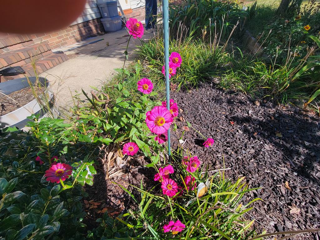 4202 Cheshire Bridge Road Columbus, GA 31909 - Photo 39 of 47 a flower view