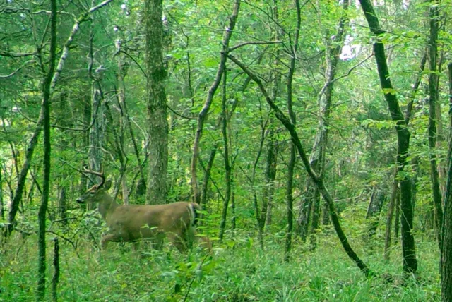 $389,000 | 0 Straight Gut Road, LaFayette, GA 30728