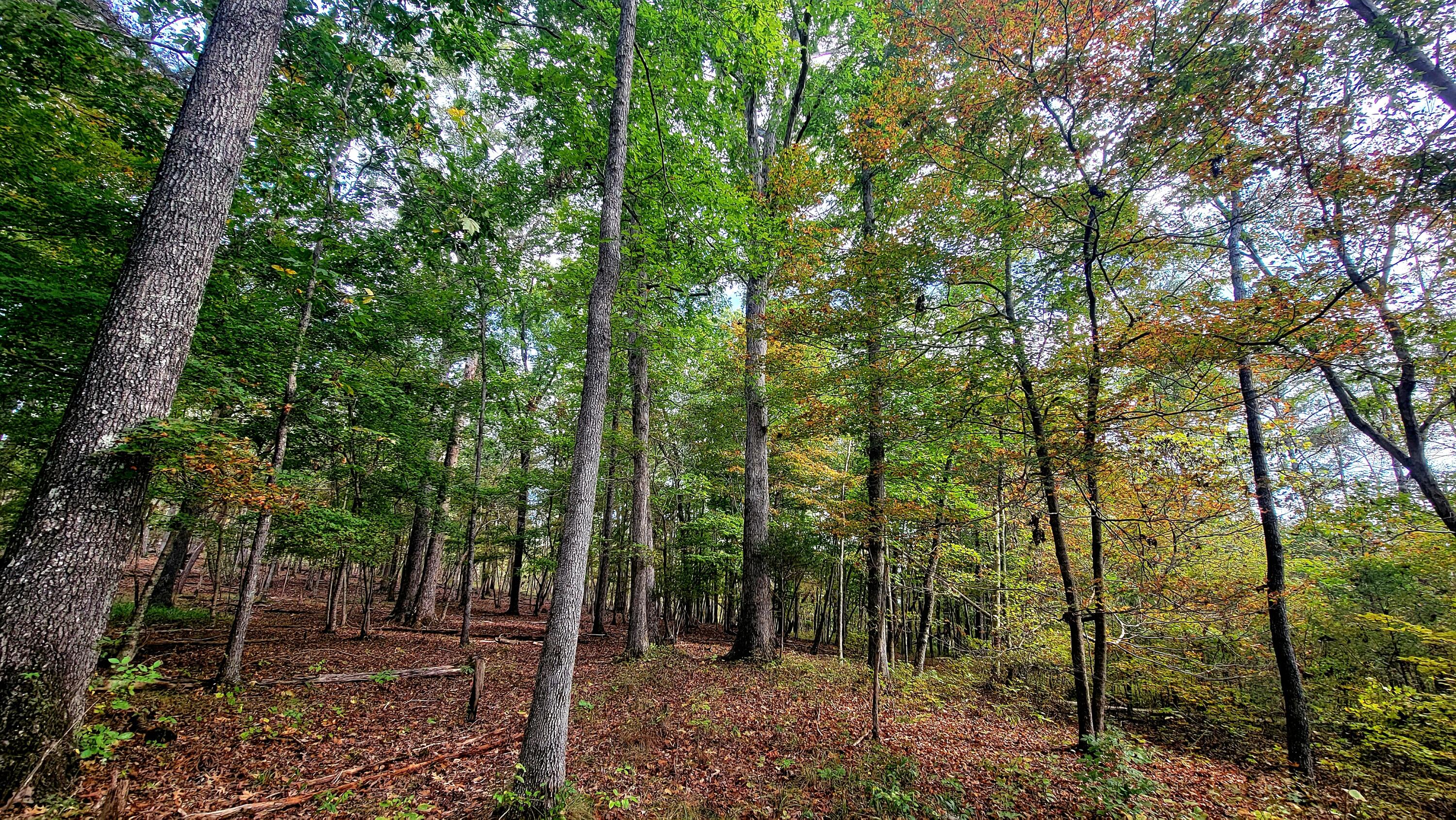 0 Straight Gut Road LaFayette, GA 30728 - Photo 17 of 38 1000048403