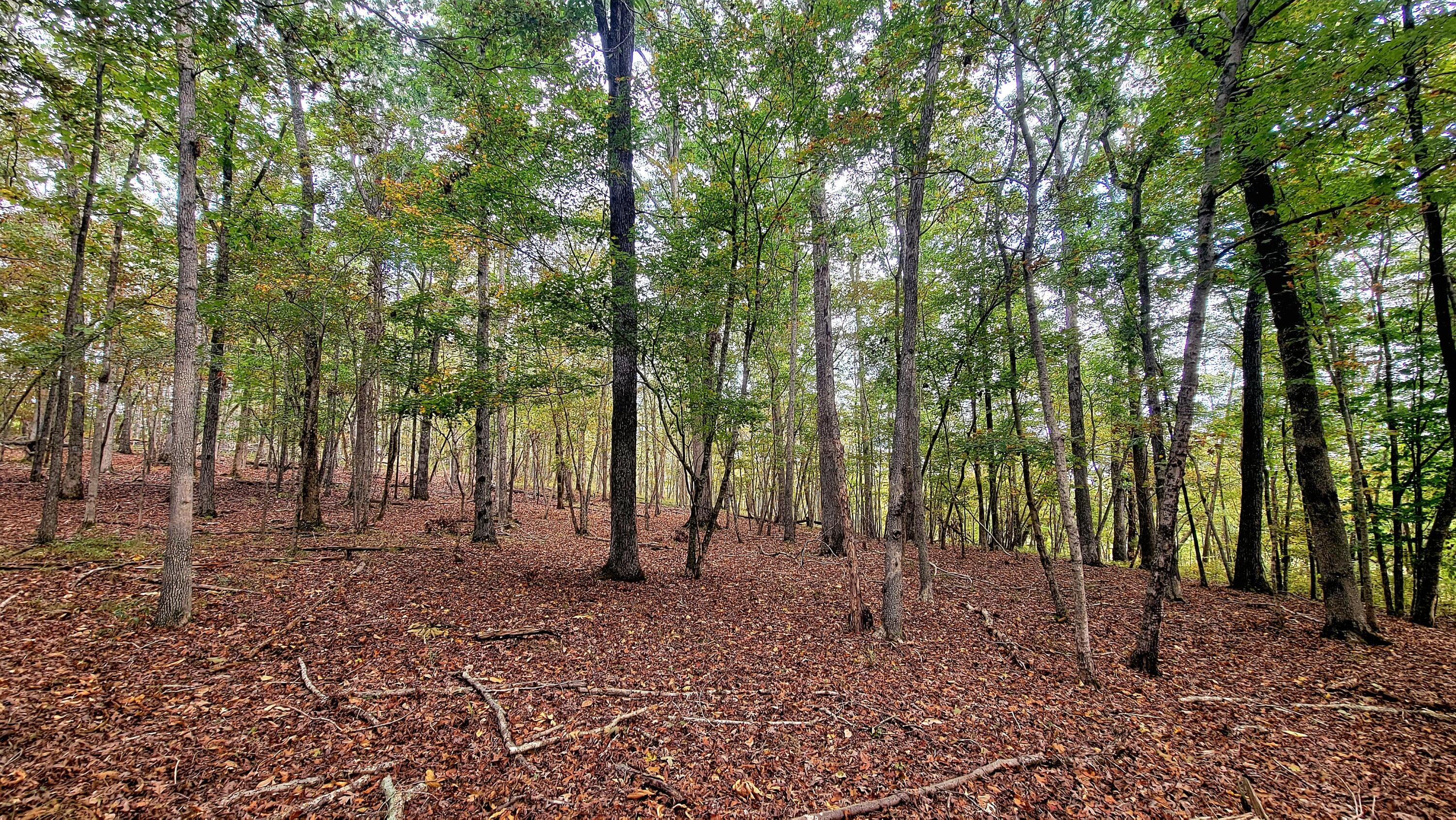 0 Straight Gut Road LaFayette, GA 30728 - Photo 19 of 38 1000048408