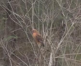 0 Straight Gut Road LaFayette, GA 30728 - Photo 33 of 38 IMG_2690