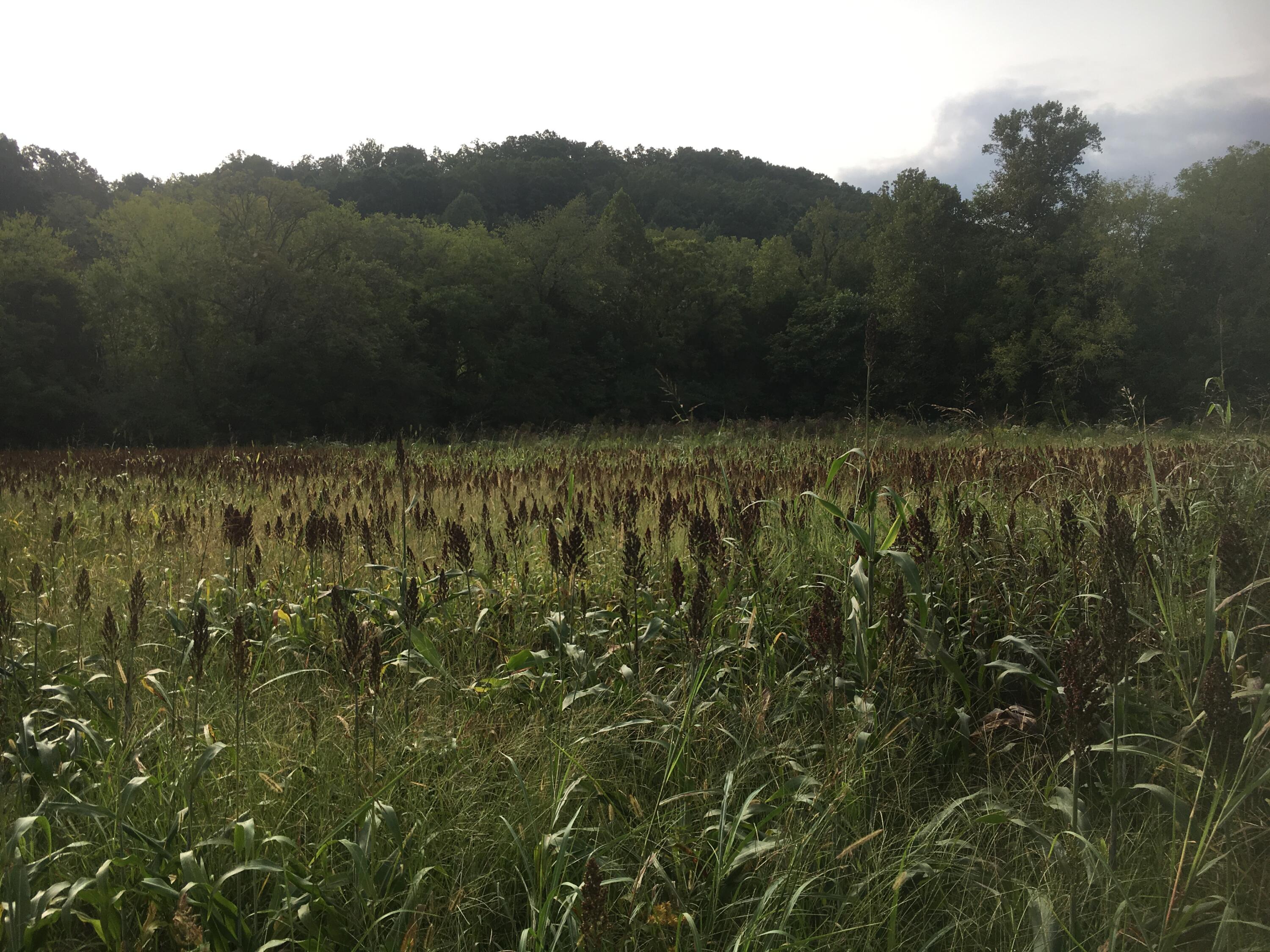 0 Straight Gut Road LaFayette, GA 30728 - Photo 36 of 38 IMG_9930