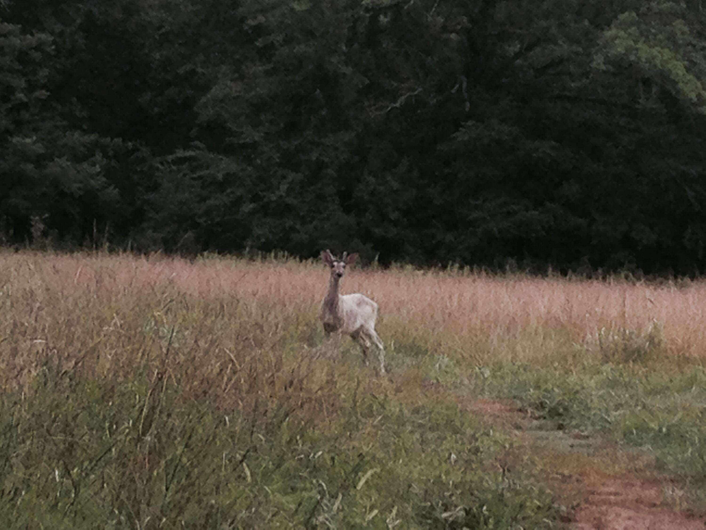 0 Straight Gut Road LaFayette, GA 30728 - Photo 4 of 38 IMG_7384
