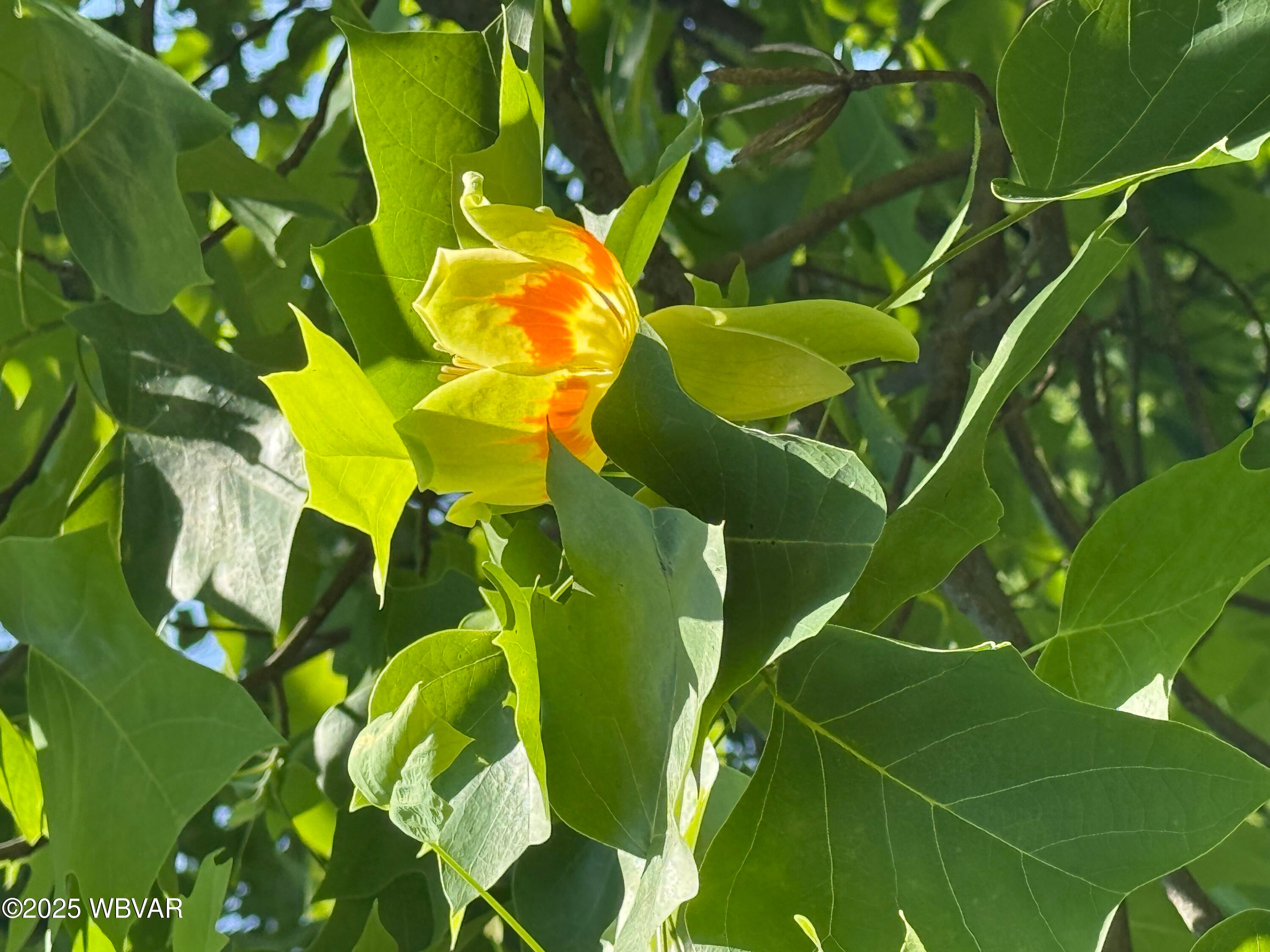 48-50 Trout Run Mountain Road Trout Run, PA 17771 - Photo 100 of 102 Tulip Poplar Tree