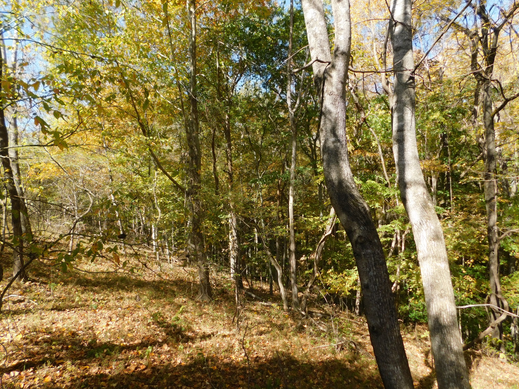 3739 Reed Road Indian Mound, TN 37079 - Photo 12 of 61 Gallery Image 12