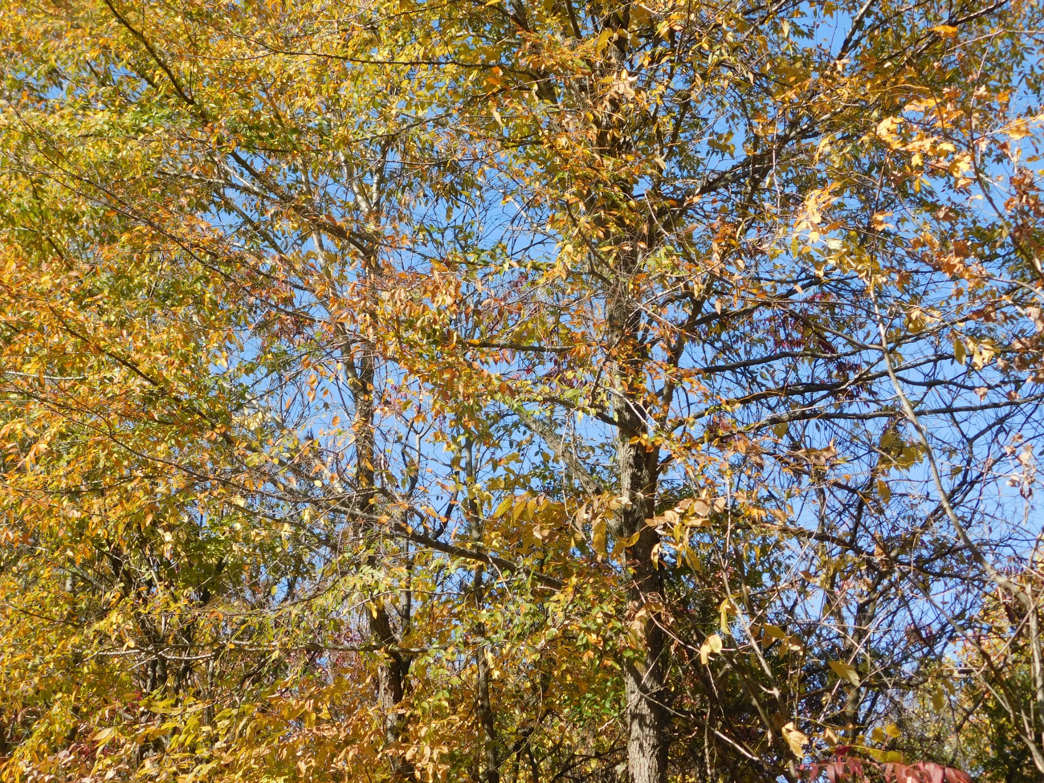 3739 Reed Road Indian Mound, TN 37079 - Photo 24 of 61 Gallery Image 24