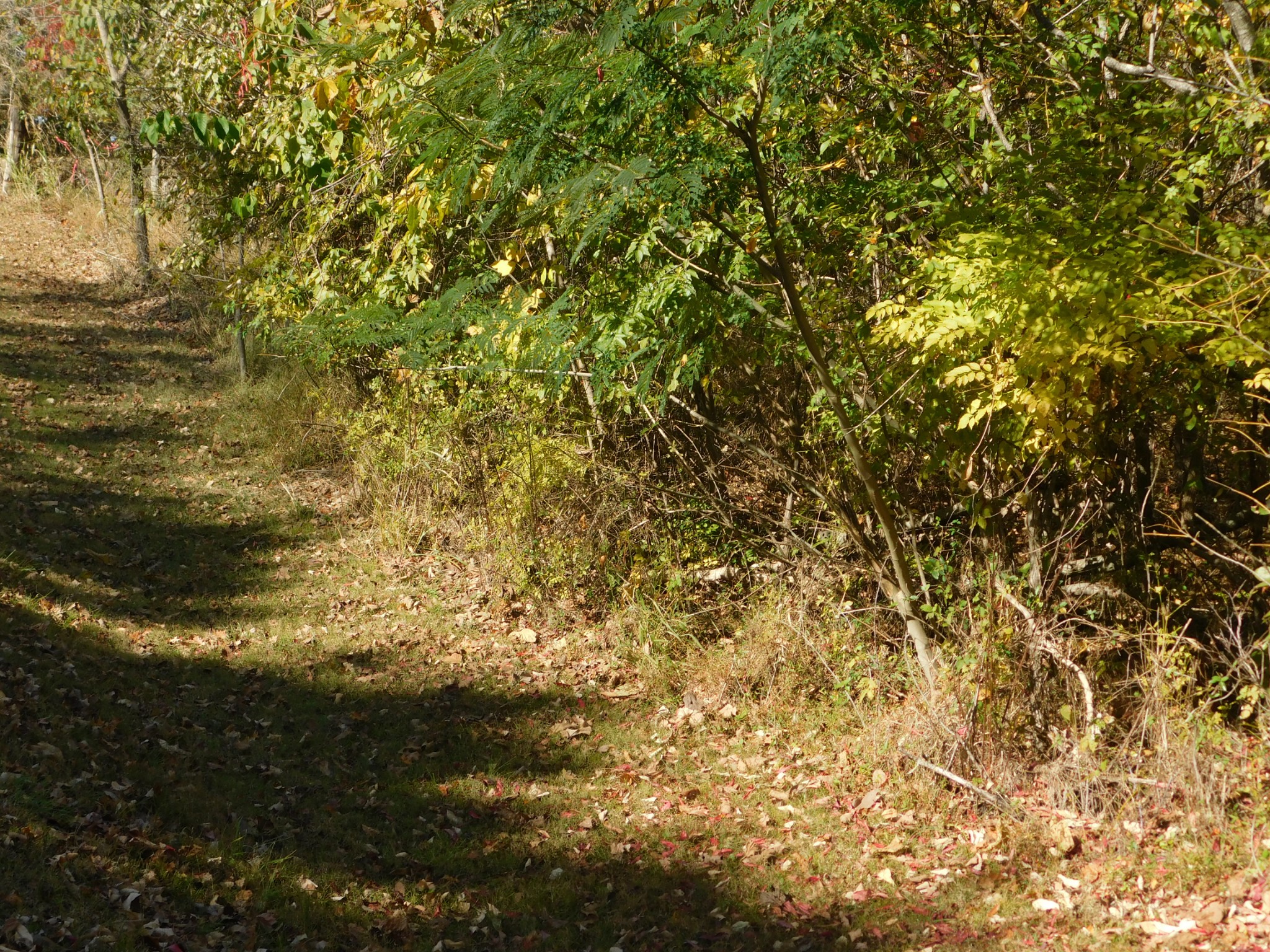 3739 Reed Road Indian Mound, TN 37079 - Photo 25 of 61 Gallery Image 25