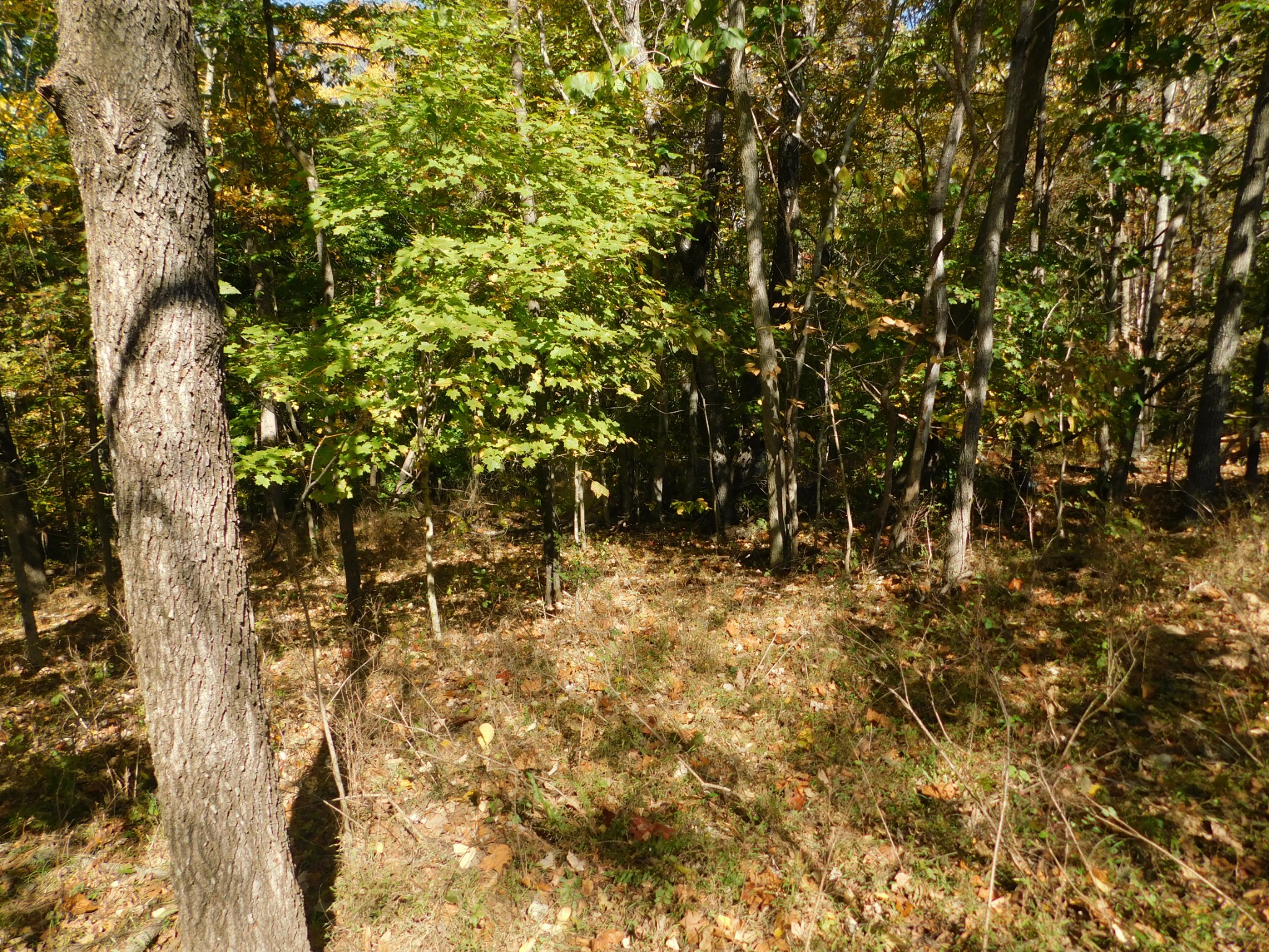 3739 Reed Road Indian Mound, TN 37079 - Photo 33 of 61 Gallery Image 33