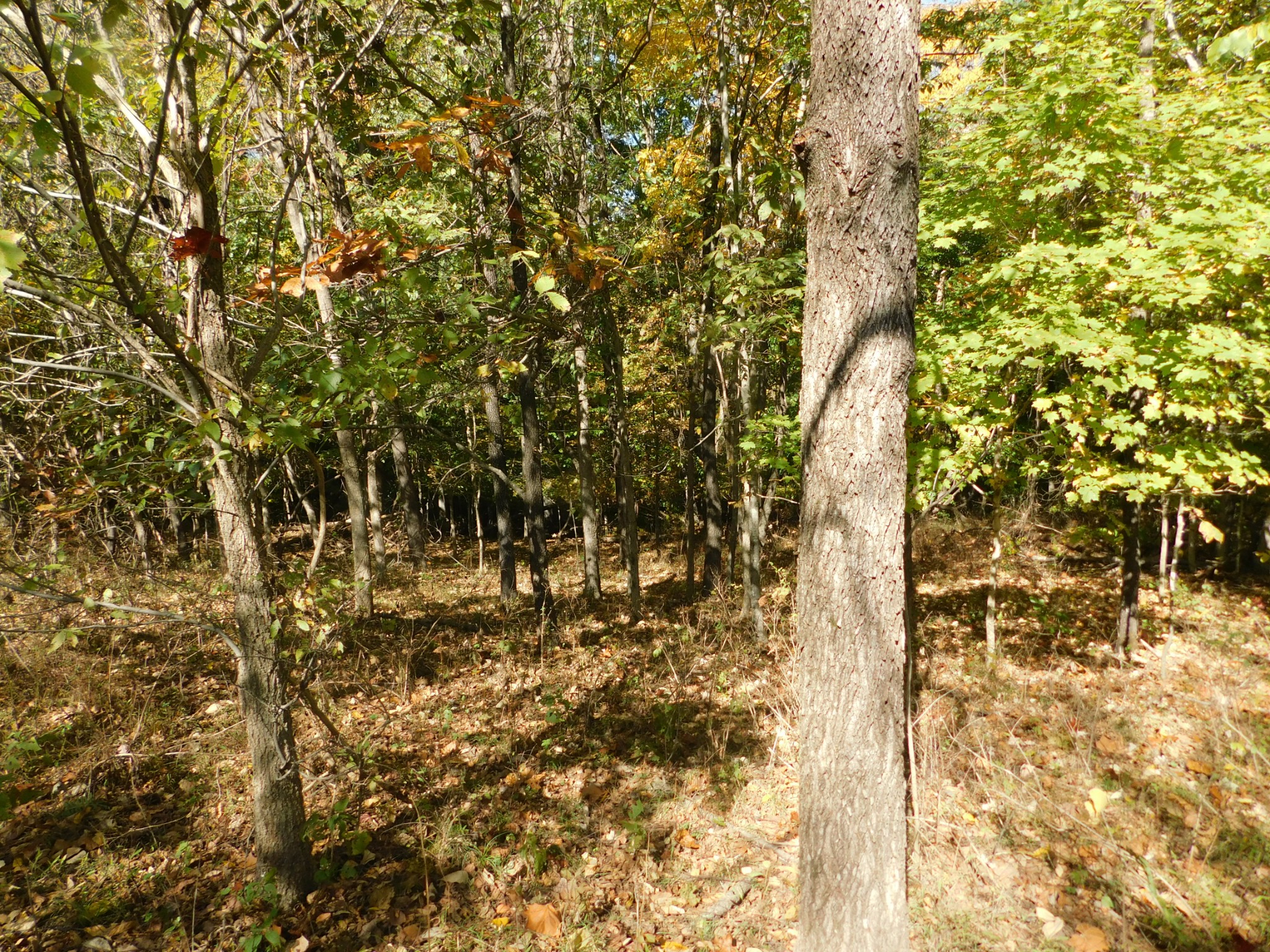 3739 Reed Road Indian Mound, TN 37079 - Photo 40 of 61 Gallery Image 40