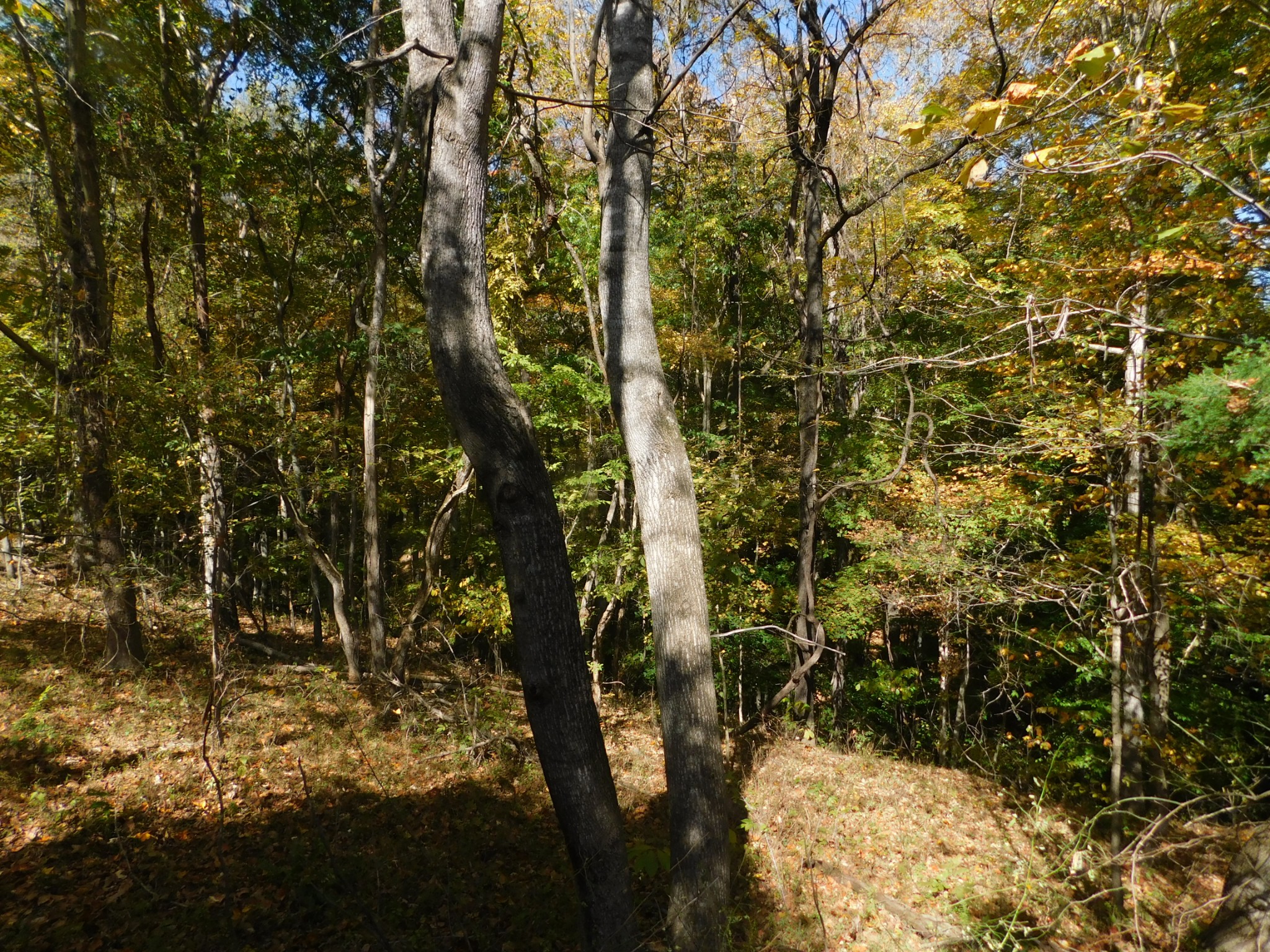 3739 Reed Road Indian Mound, TN 37079 - Photo 44 of 61 Gallery Image 44