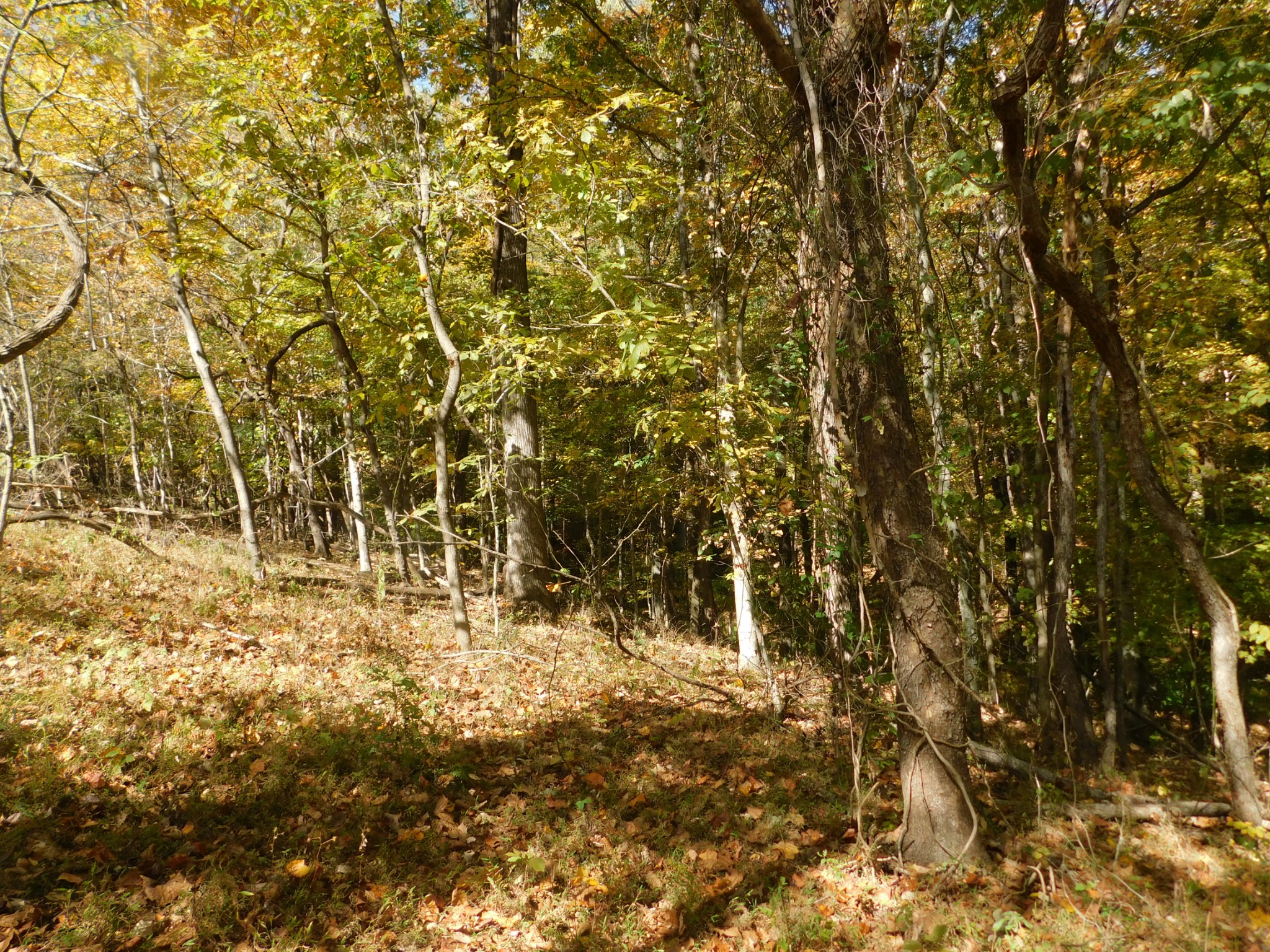 3739 Reed Road Indian Mound, TN 37079 - Photo 45 of 61 Gallery Image 45