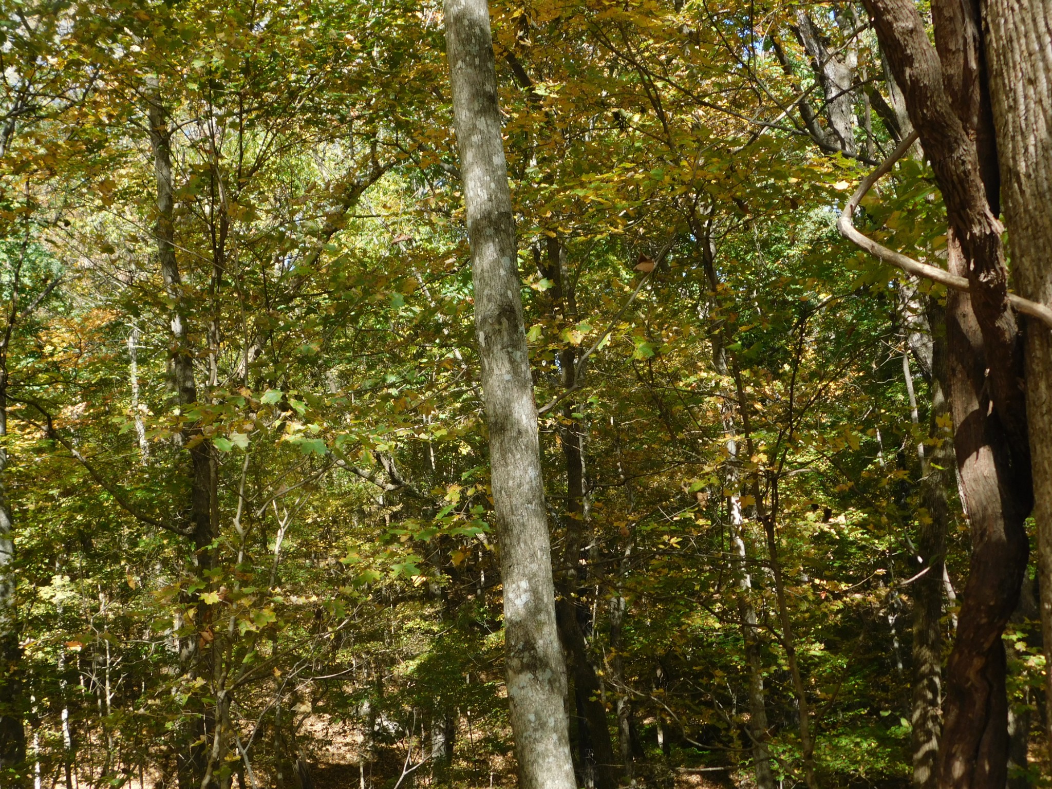 3739 Reed Road Indian Mound, TN 37079 - Photo 46 of 61 Gallery Image 46