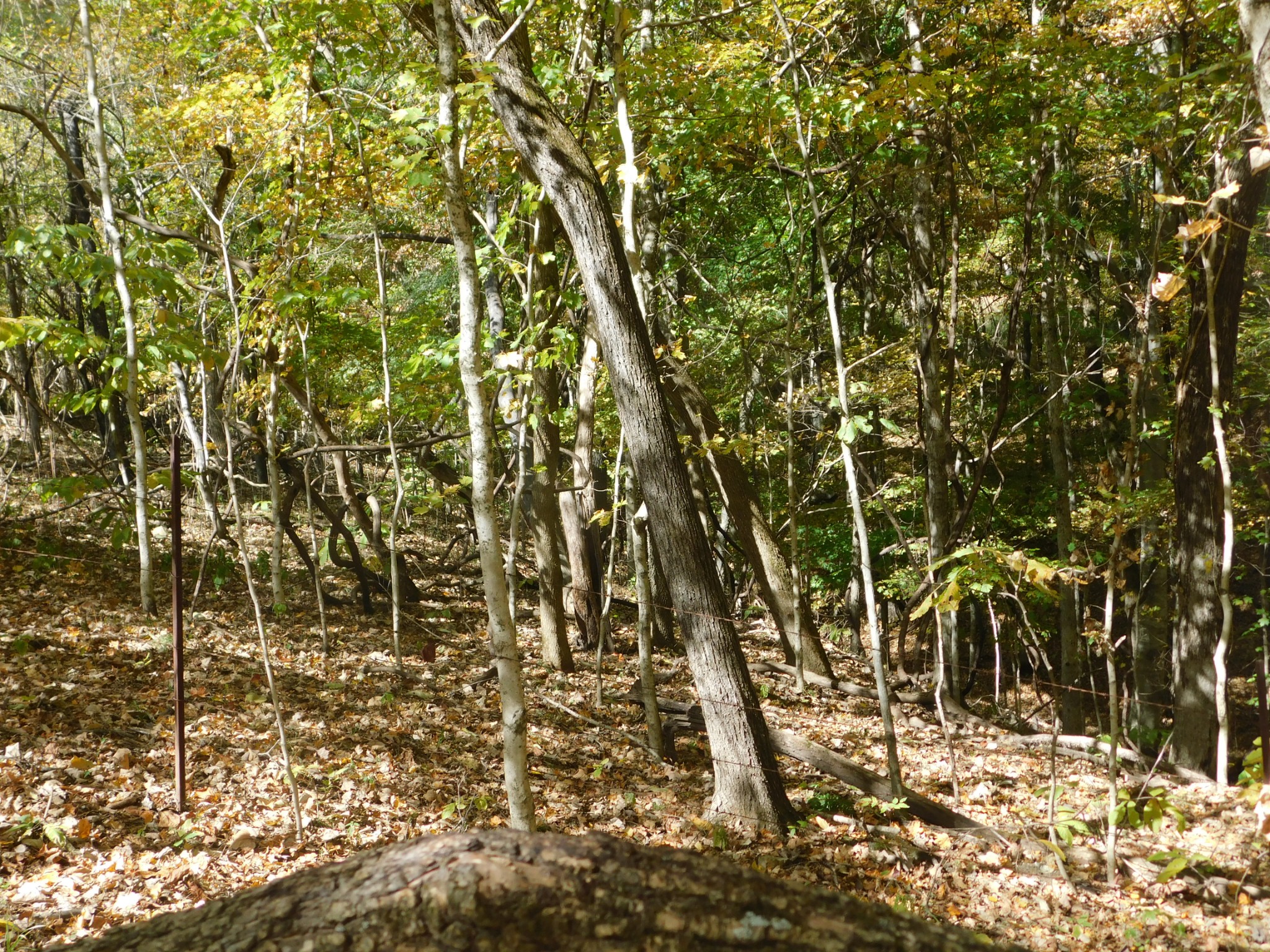 3739 Reed Road Indian Mound, TN 37079 - Photo 50 of 61 Gallery Image 50