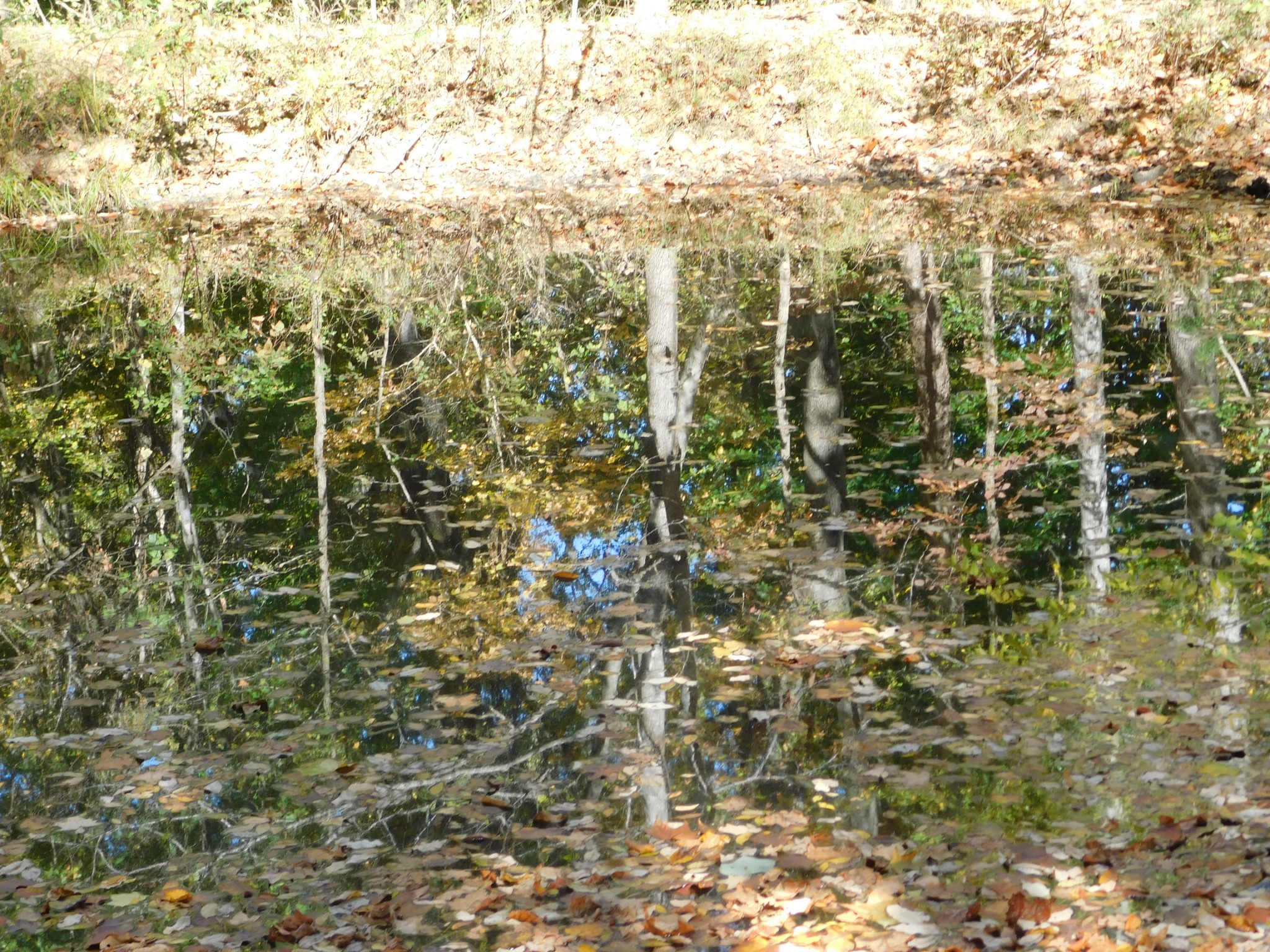 3739 Reed Road Indian Mound, TN 37079 - Photo 53 of 61 Gallery Image 53