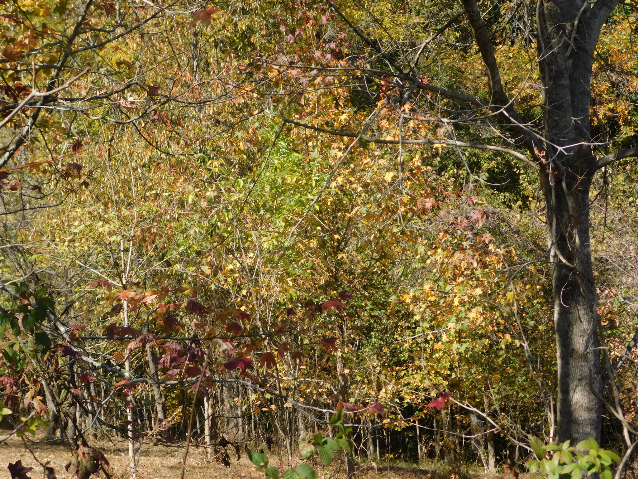 3739 Reed Road Indian Mound, TN 37079 - Photo 60 of 61 Gallery Image 60