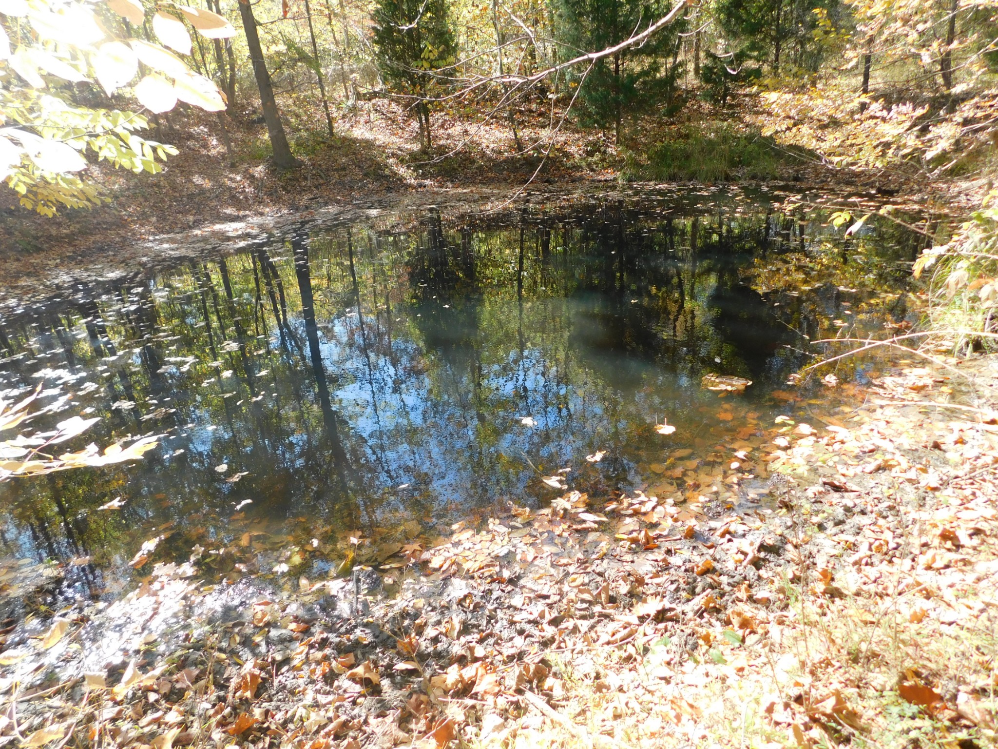 3739 Reed Road Indian Mound, TN 37079 - Photo 9 of 61 Gallery Image 9