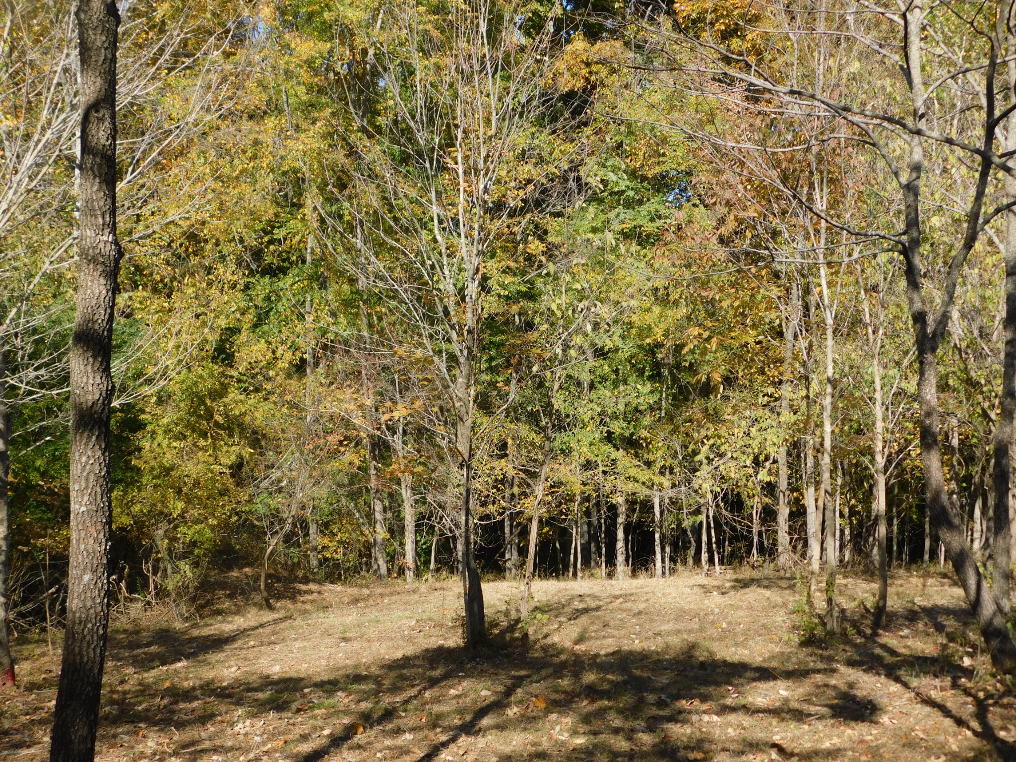 3739 Reed Road Indian Mound, TN 37079 - Photo 10 of 61 Gallery Image 10