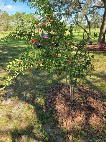 a view of a tree with a yard