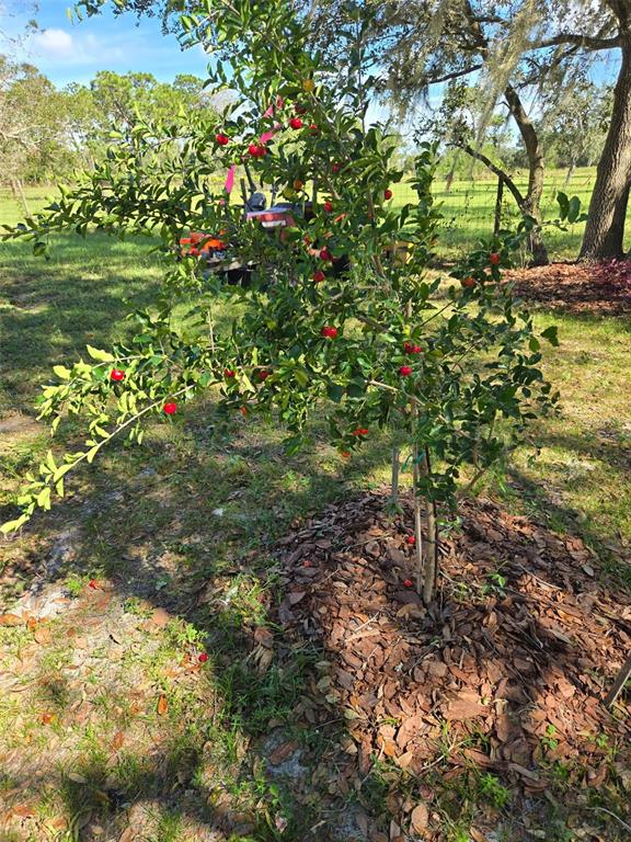 885 Lake Marian Road Kenansville, FL 34739 - Photo 7 of 11 a view of a tree with a yard
