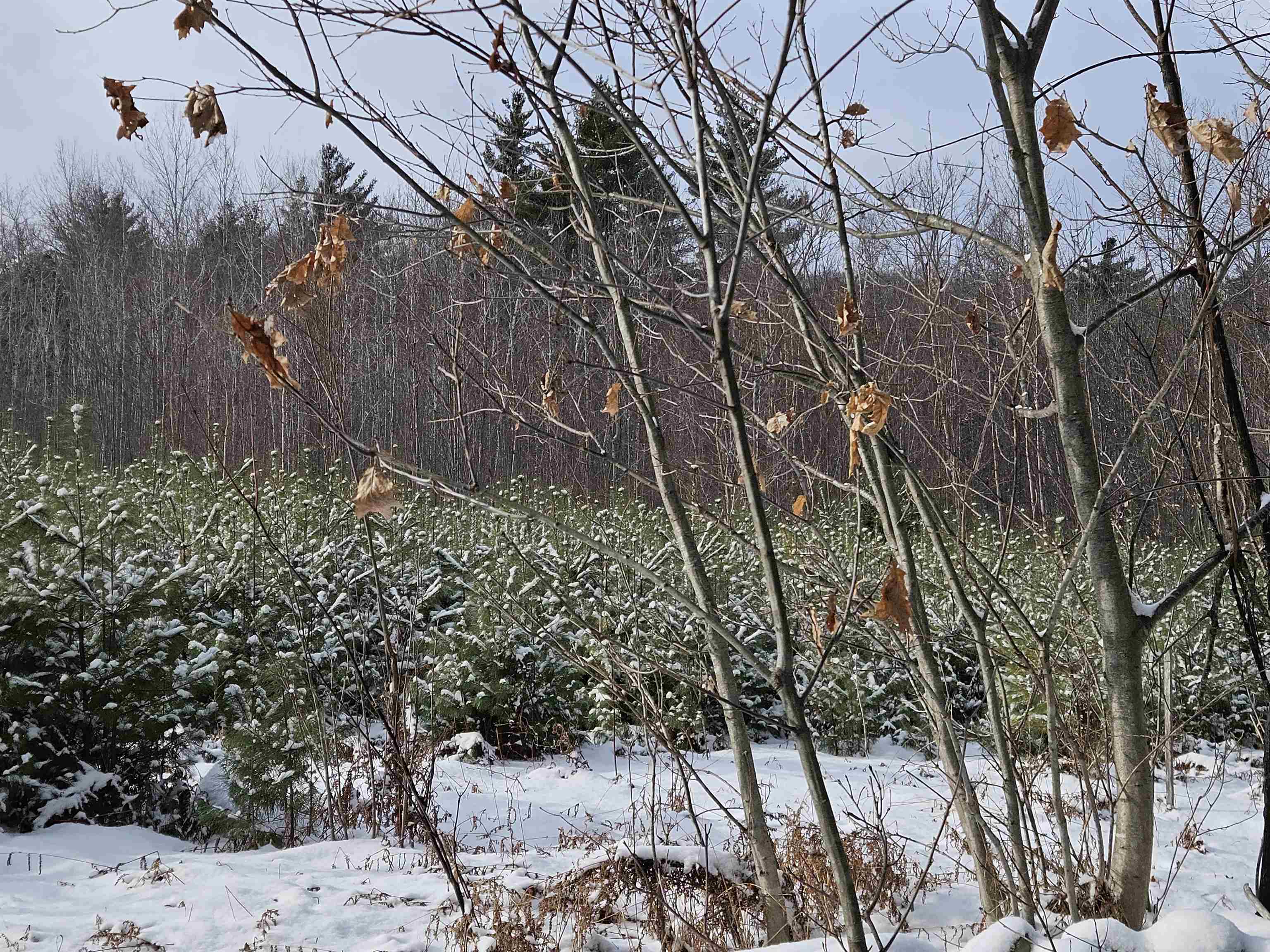 47 Highbridge Road Lyme, NH 03768 - Photo 21 of 43