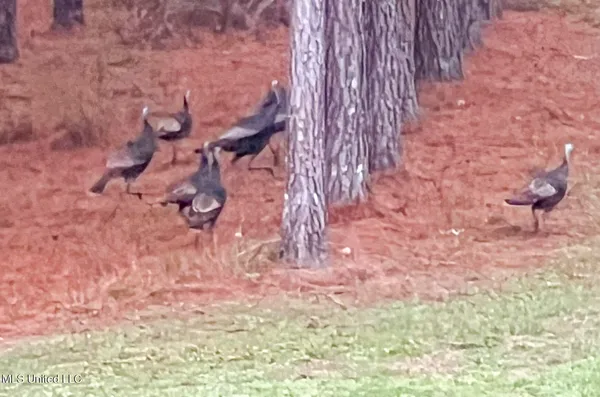 $990,000 | 410 Cole Road, Mendenhall, MS 39114