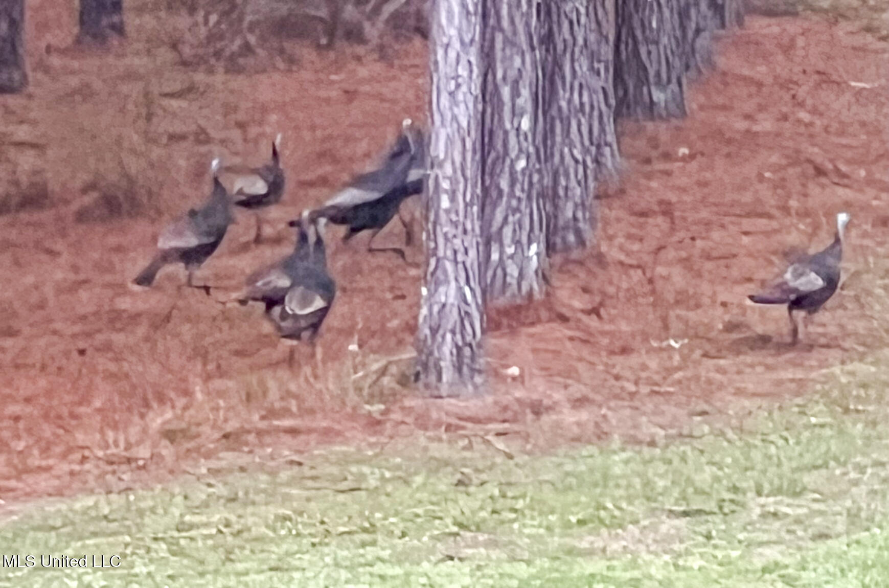 410 Cole Road Mendenhall, MS 39114 - Photo 76 of 76 deernturkey-3