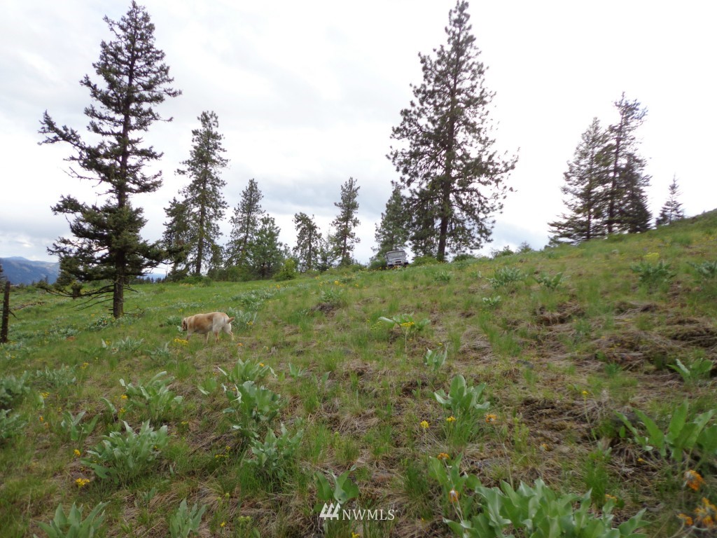 44 Gold Mt Road Republic, WA 99166 - Photo 4 of 12