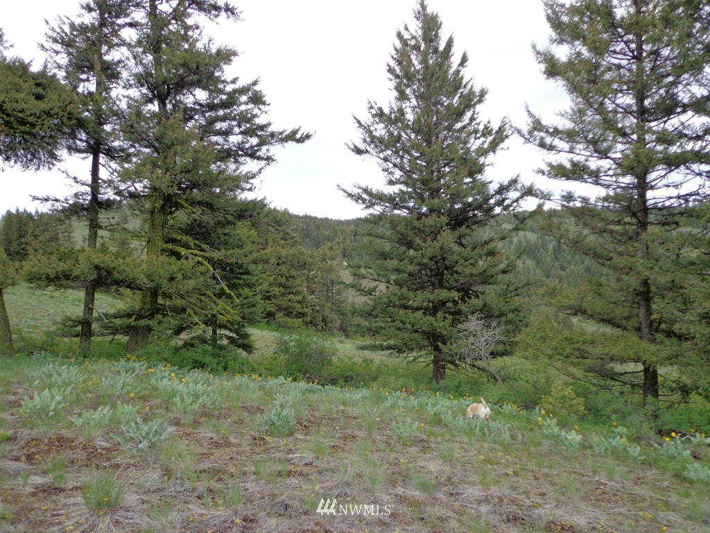 44 Gold Mt Road Republic, WA 99166 - Photo 7 of 12