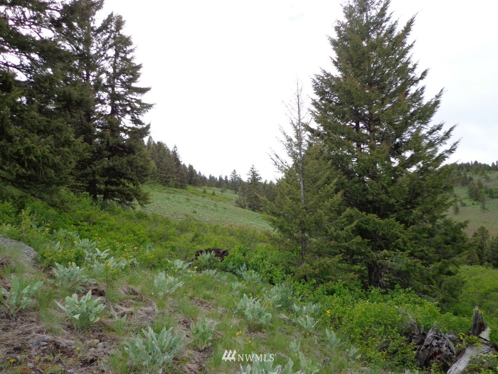 44 Gold Mt Road Republic, WA 99166 - Photo 10 of 12