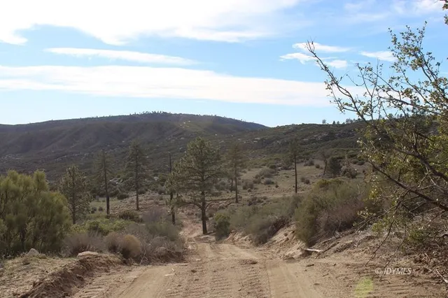 a view of a dry yard