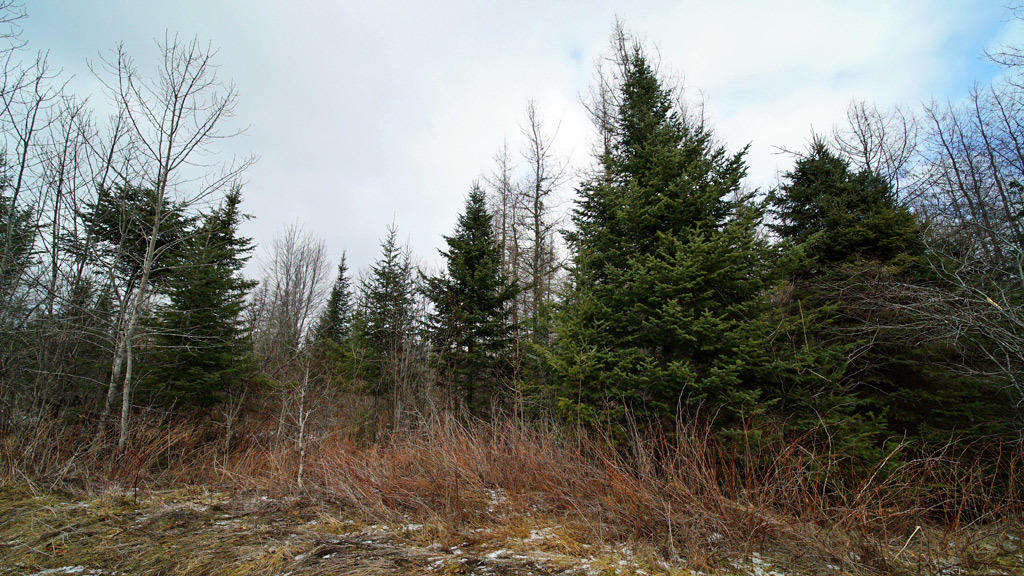 Lot 33-1 Smith Road Orient, ME 04471 - Photo 5 of 21 smith-haney-rd-7