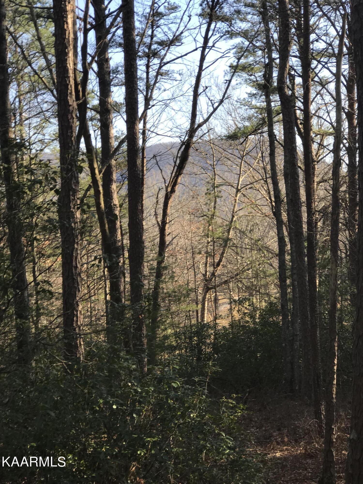 Unicoi Lakes Road Tellico Plains, TN 37385 - Photo 1 of 18 IMG-2711