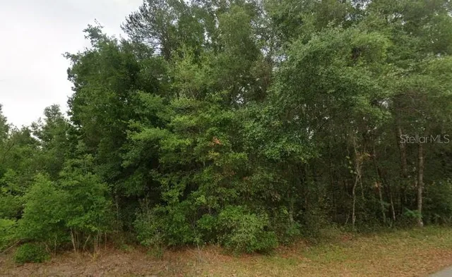 a view of a lush green forest